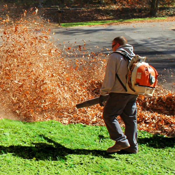 Leaf Removal in Plano project 4