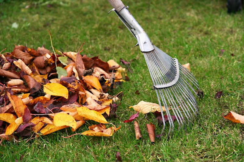 Leaf Removal in Plano project 5