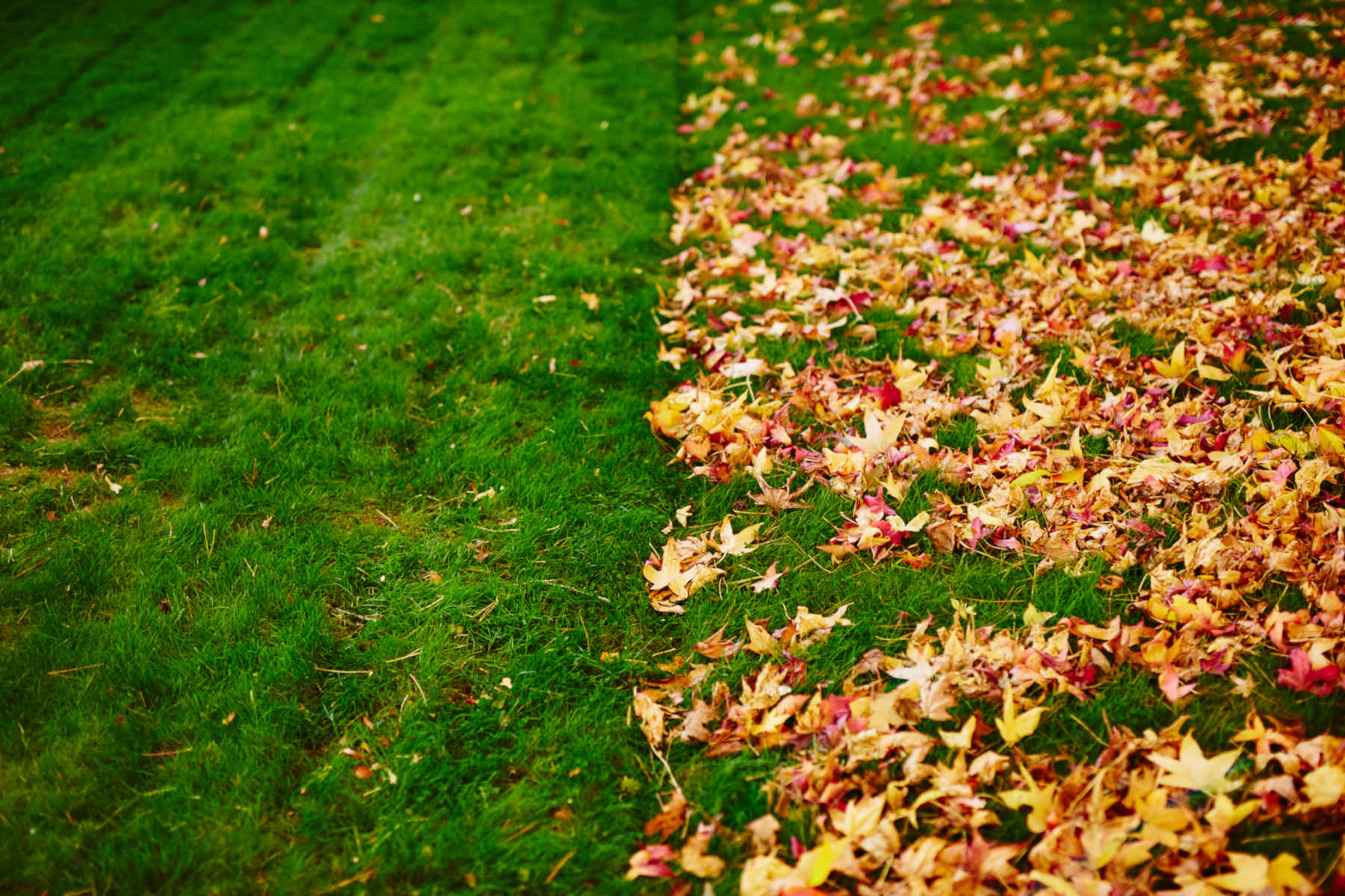 Leaf Removal in Plano project 6