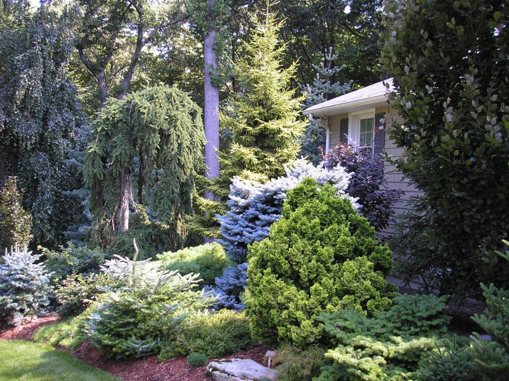 Tree & Shrub Planting in Arden project 2