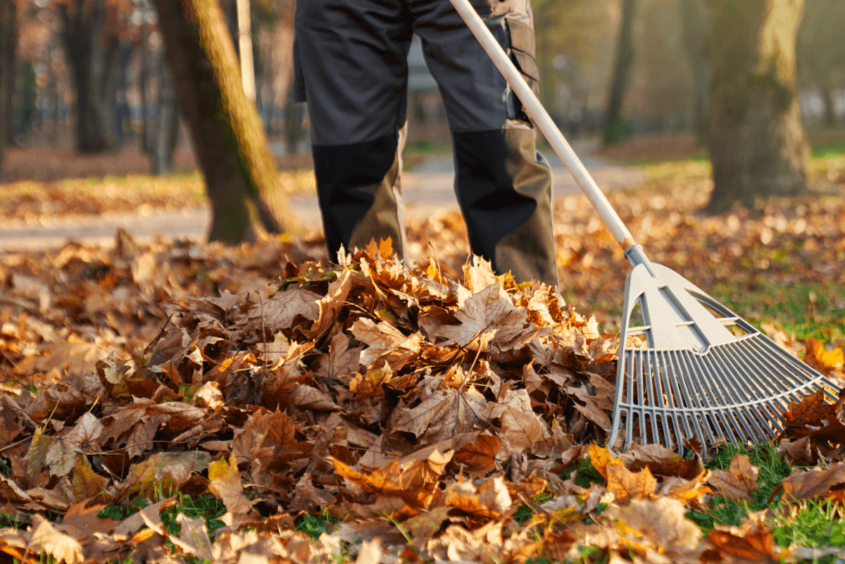 Leaf Removal in Trinity