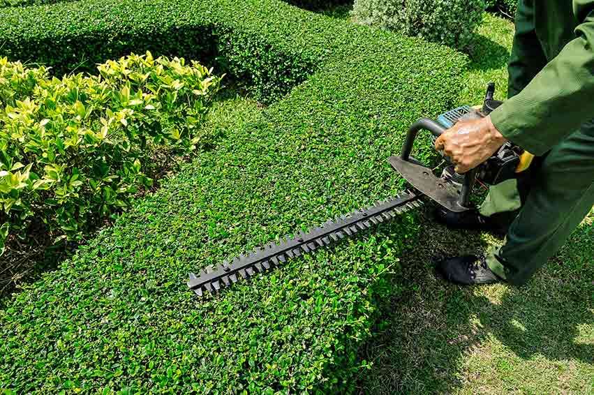 Shrub Trimming in Archdale