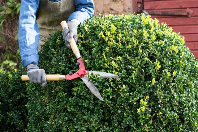 Shrub Trimming in Archdale